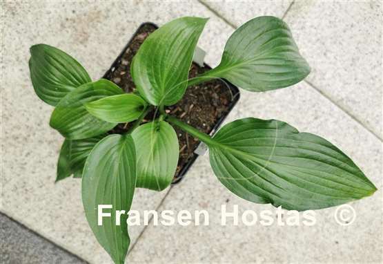 Hosta The Shire